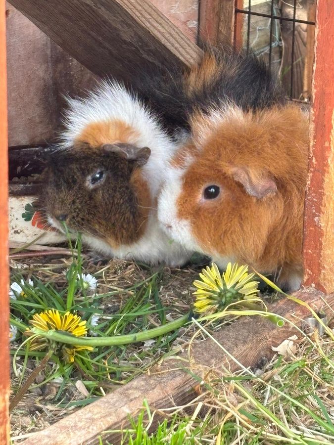 Two guinea pigs eating dandelions